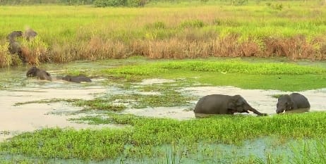 Wild elephants swimming in the ponds of Dudhwa
