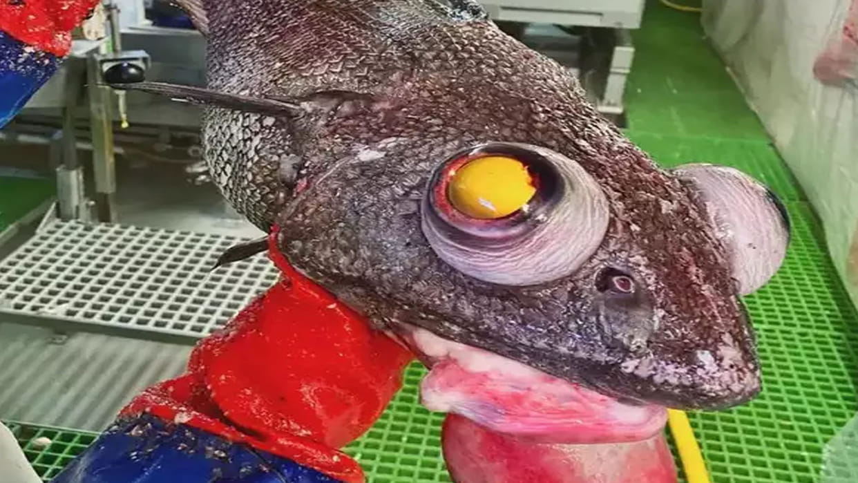 terrifying creature caught from sea know about this mysterious creature