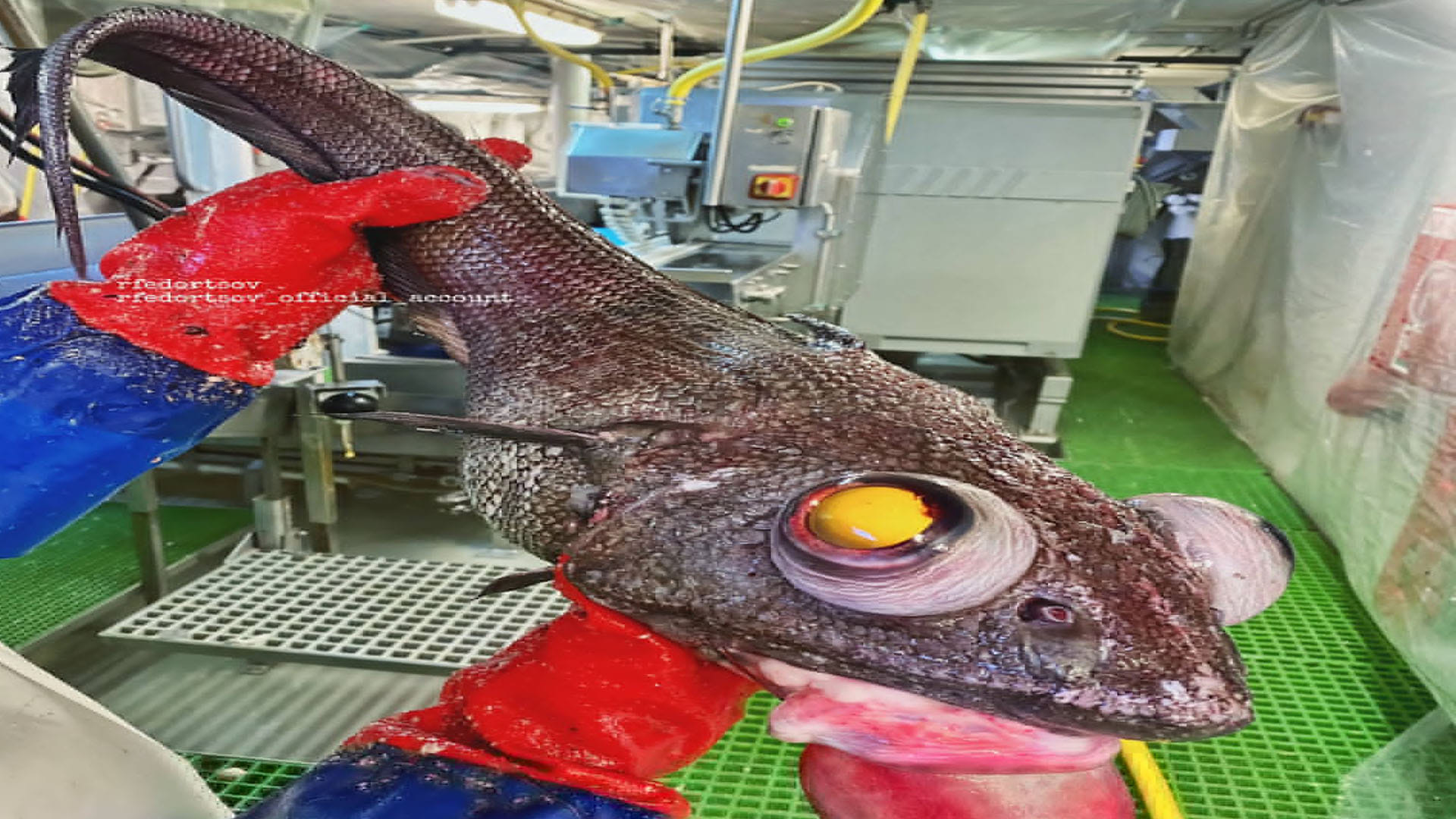 terrifying creature caught from sea know about this mysterious creature
