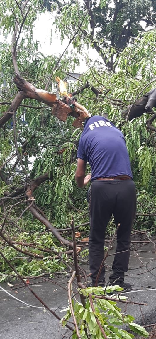 Tree falling in storm caused jam
