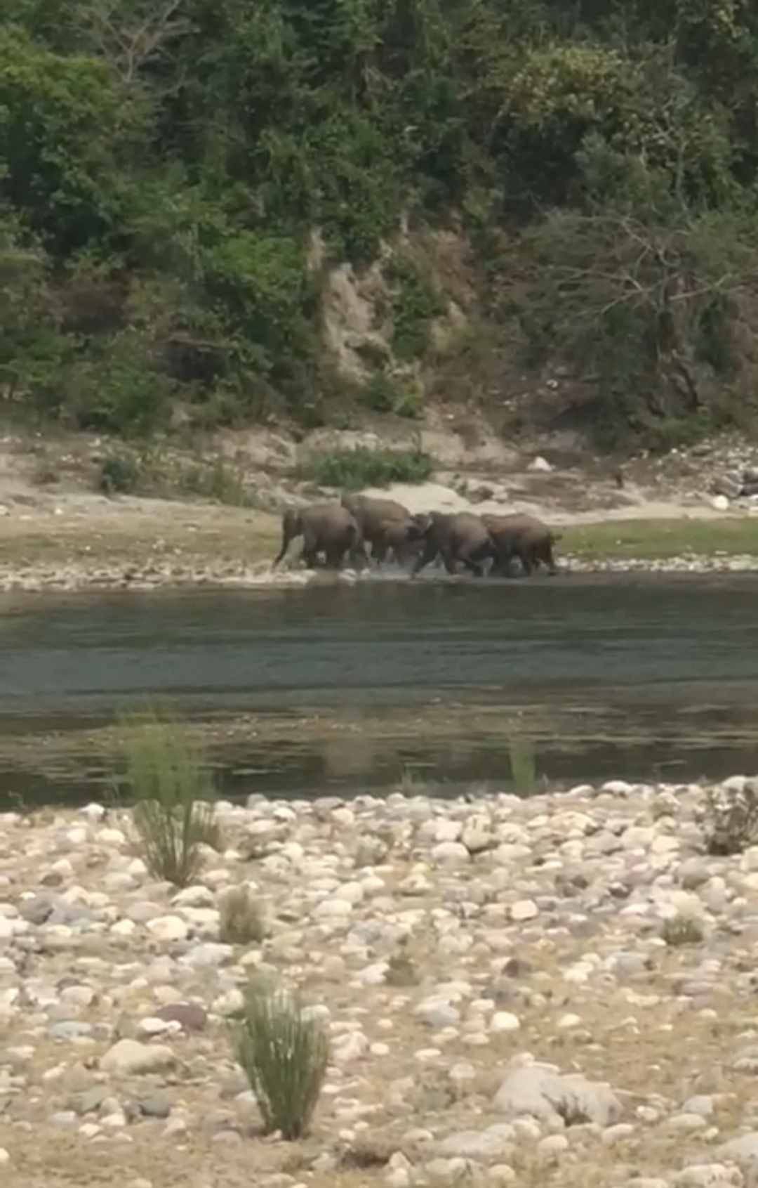A herd of elephants reached Kalesar drinking water from the Konch Beli forest of Himachal Pradesh