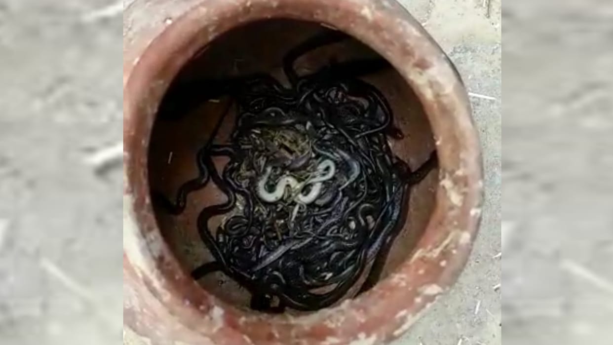 Sankes found in a pitcher in Ambedkarnagar.