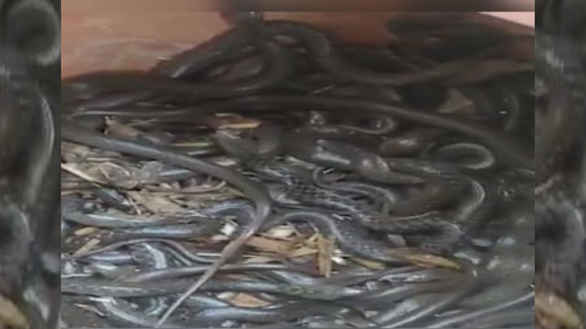 Sankes found in a pitcher in Ambedkarnagar.