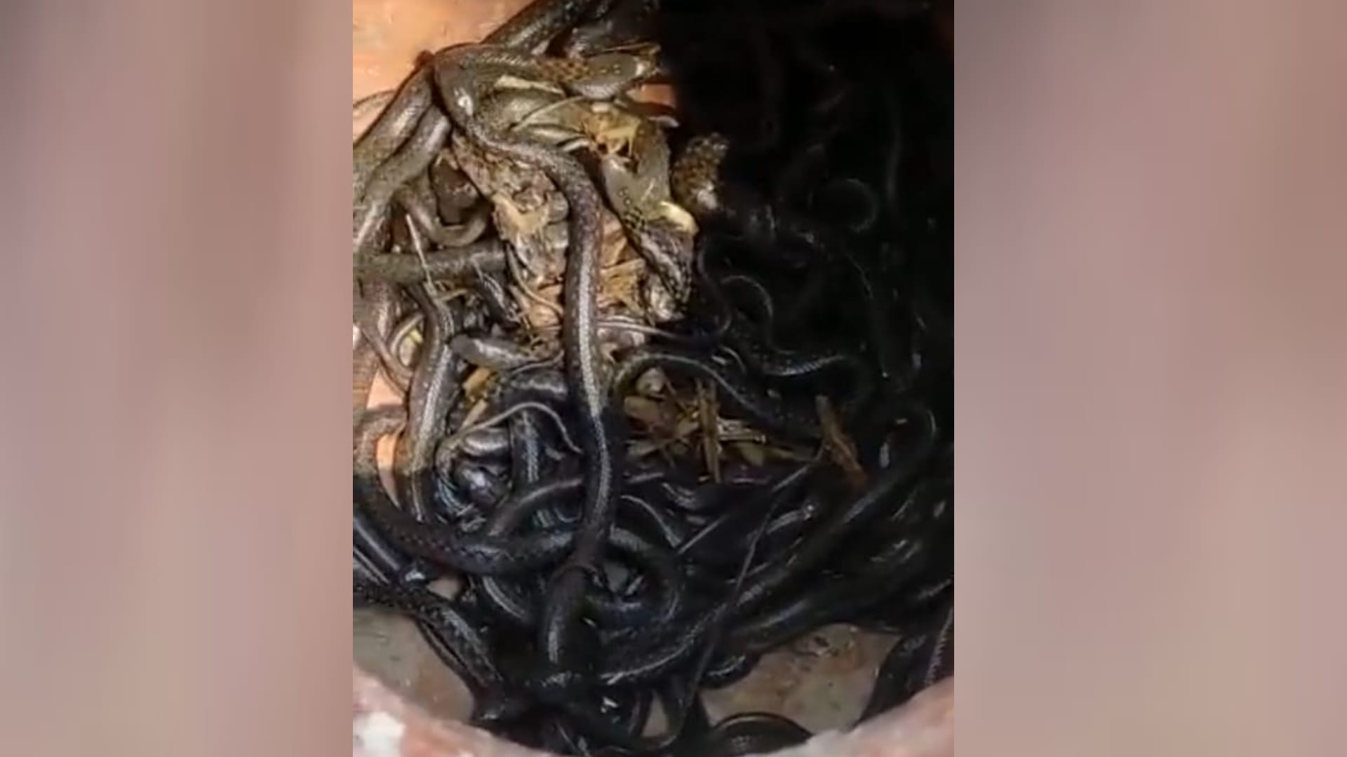 Sankes found in a pitcher in Ambedkarnagar.