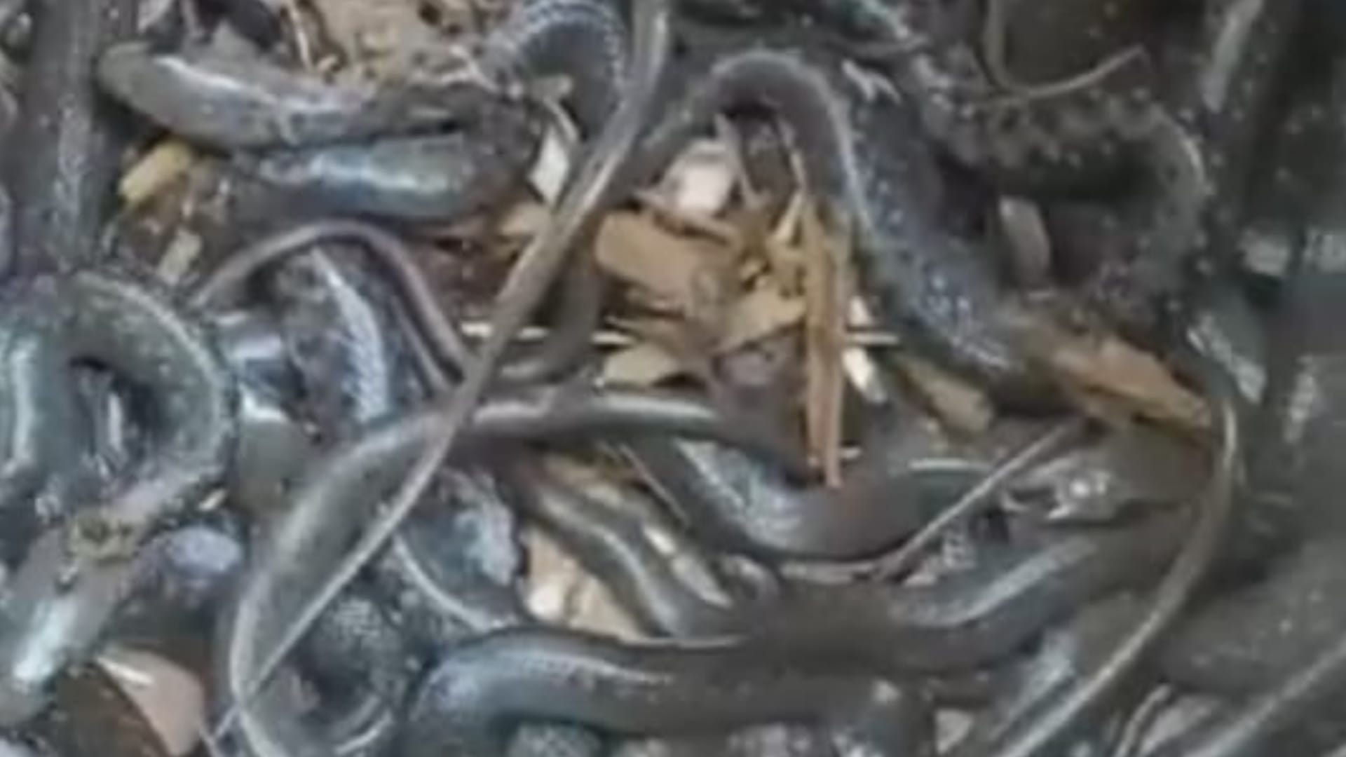 Sankes found in a pitcher in Ambedkarnagar.