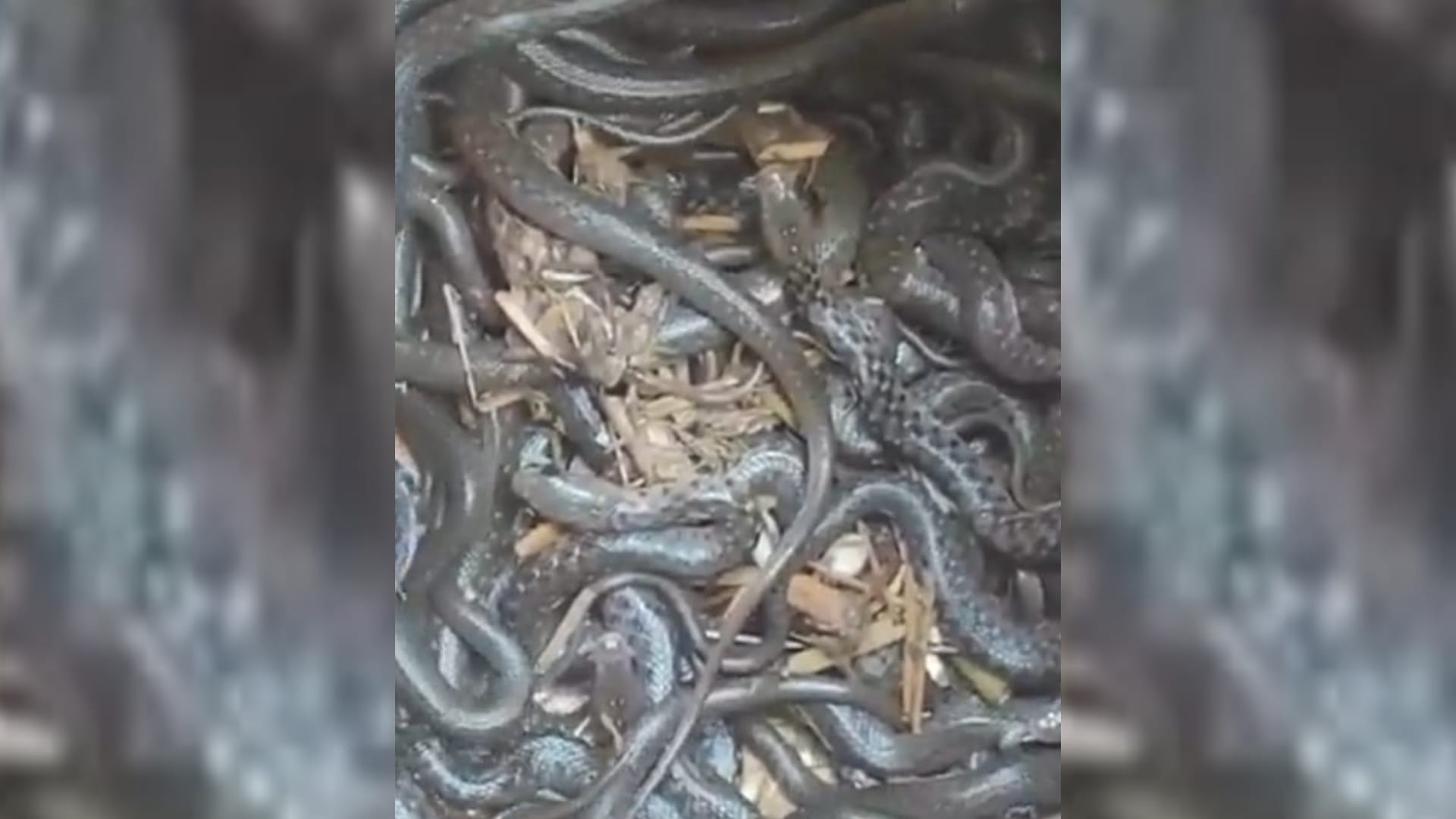Sankes found in a pitcher in Ambedkarnagar.