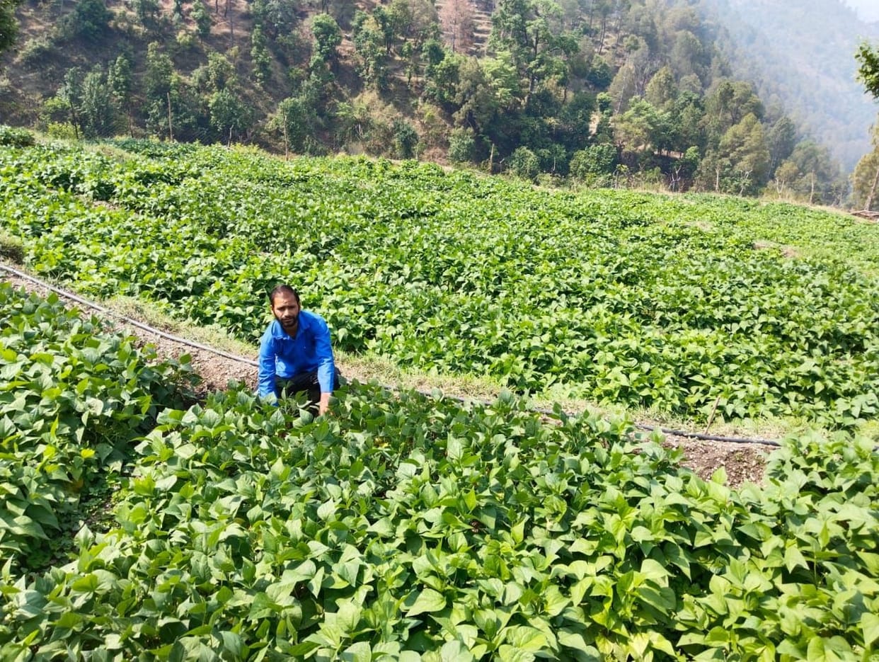Farming By Amit Joshi in Sera Naumana Barakot