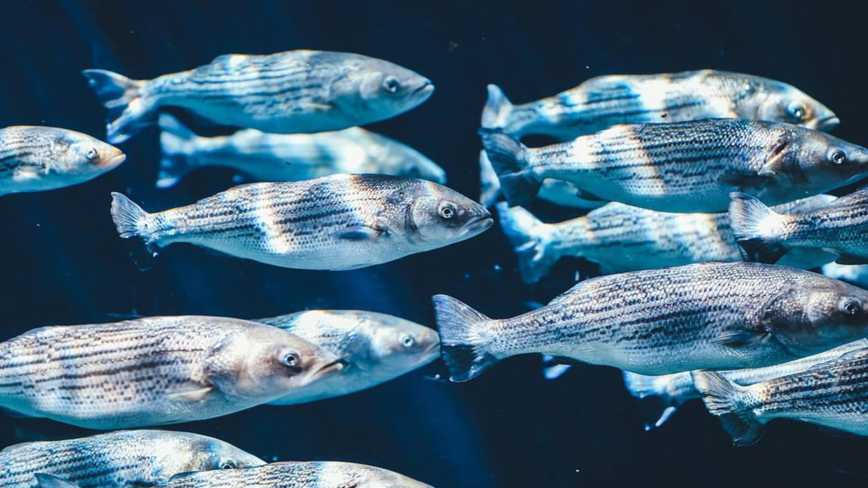 fish incubate eggs in their mouths just like surrogacy in humans know about this fish