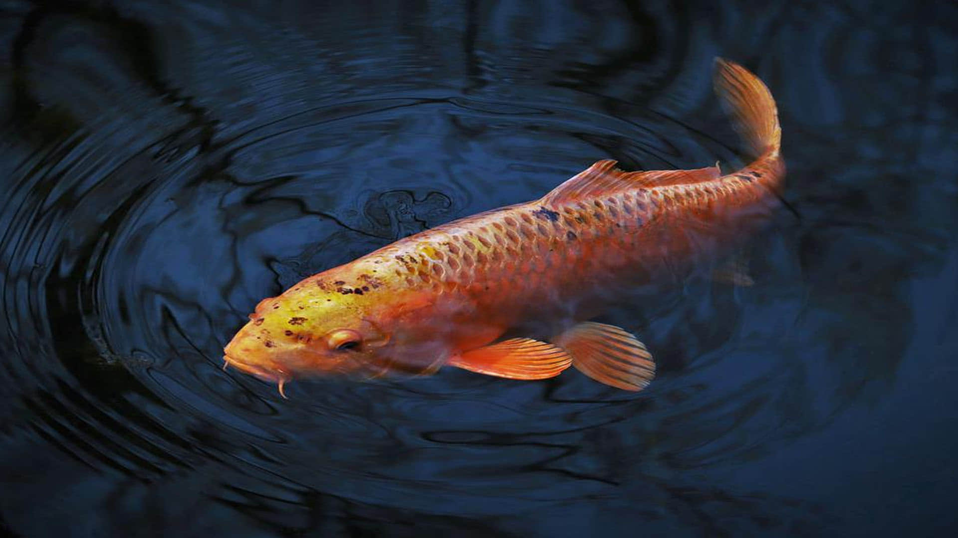 fish incubate eggs in their mouths just like surrogacy in humans know about this fish