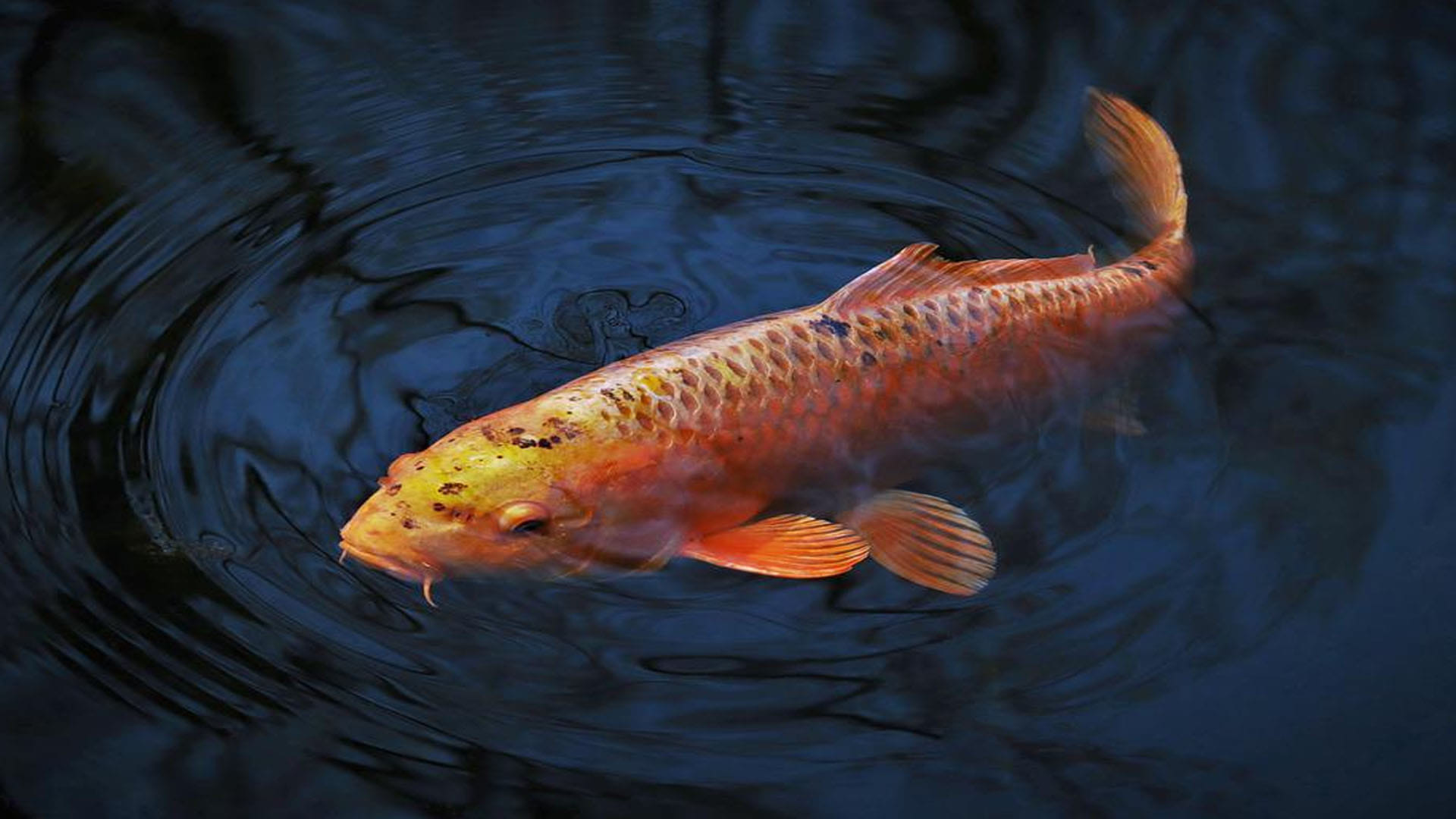 fish incubate eggs in their mouths just like surrogacy in humans know about this fish