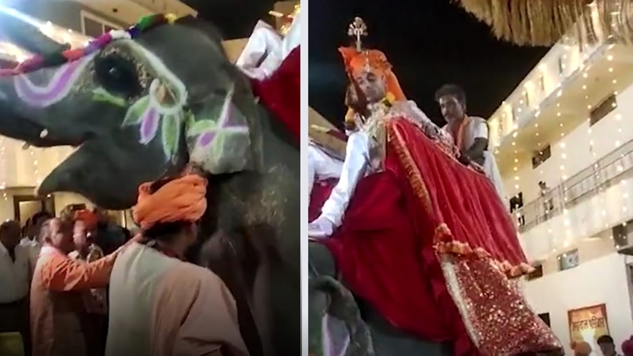 Royal procession in Guna: The bridegroom arrived to take the bride riding on an elephant, the race to take a selfie, the video went viral