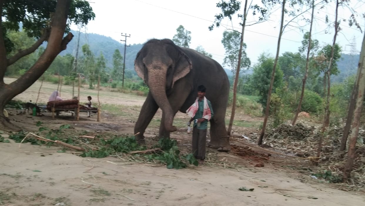 Elephants being quarantined in Kalagarh