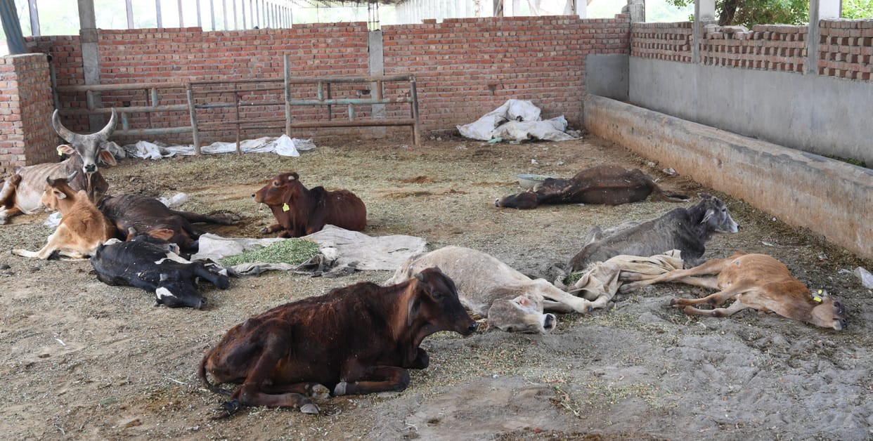 Amar Ujala Live: No shade, 1300 Nandi stopped to die