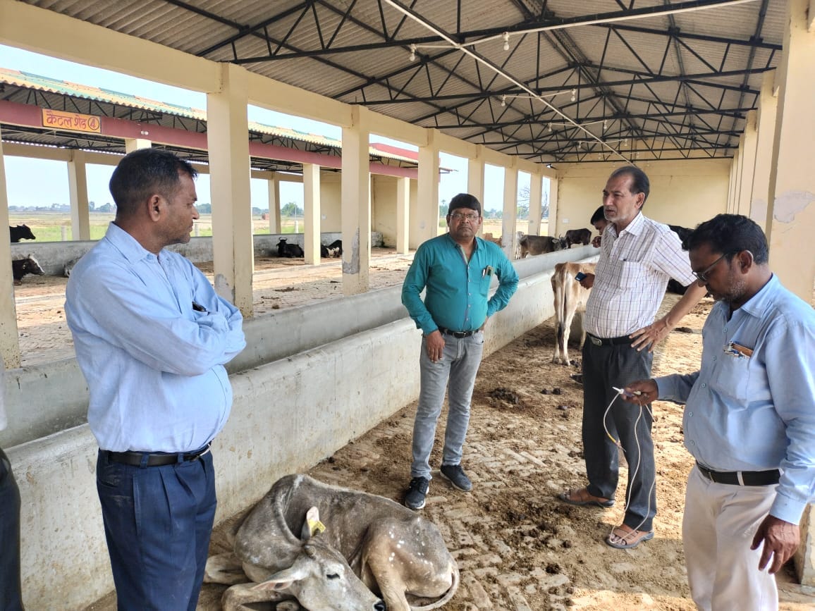 14 cows died due to disorder in caged cow shelter