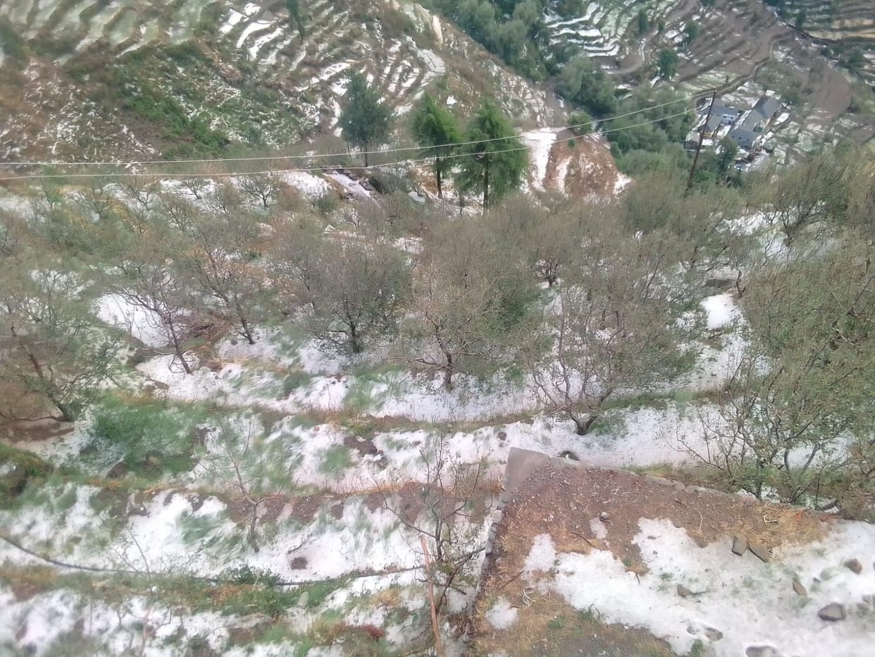 Crops destroyed by hailstorm in Bhatkidhar, Kalhani, Sarachi of Saraj