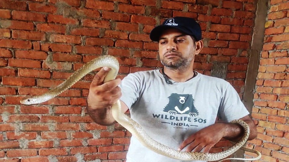 Snakes entering homes out of bills due to scorching heat in Agra