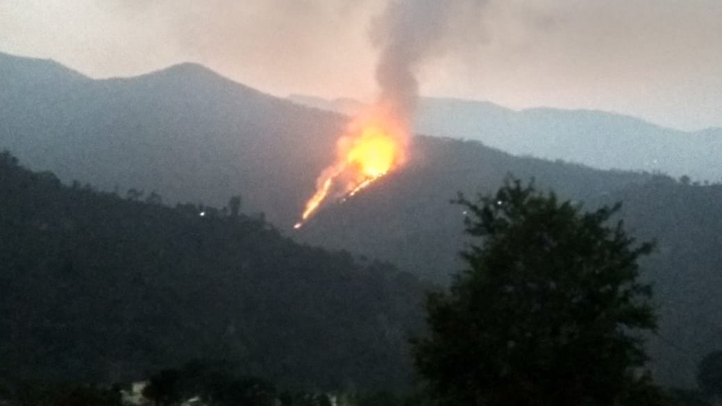 Green trees burnt by the fire in the forest of Dhura Patli