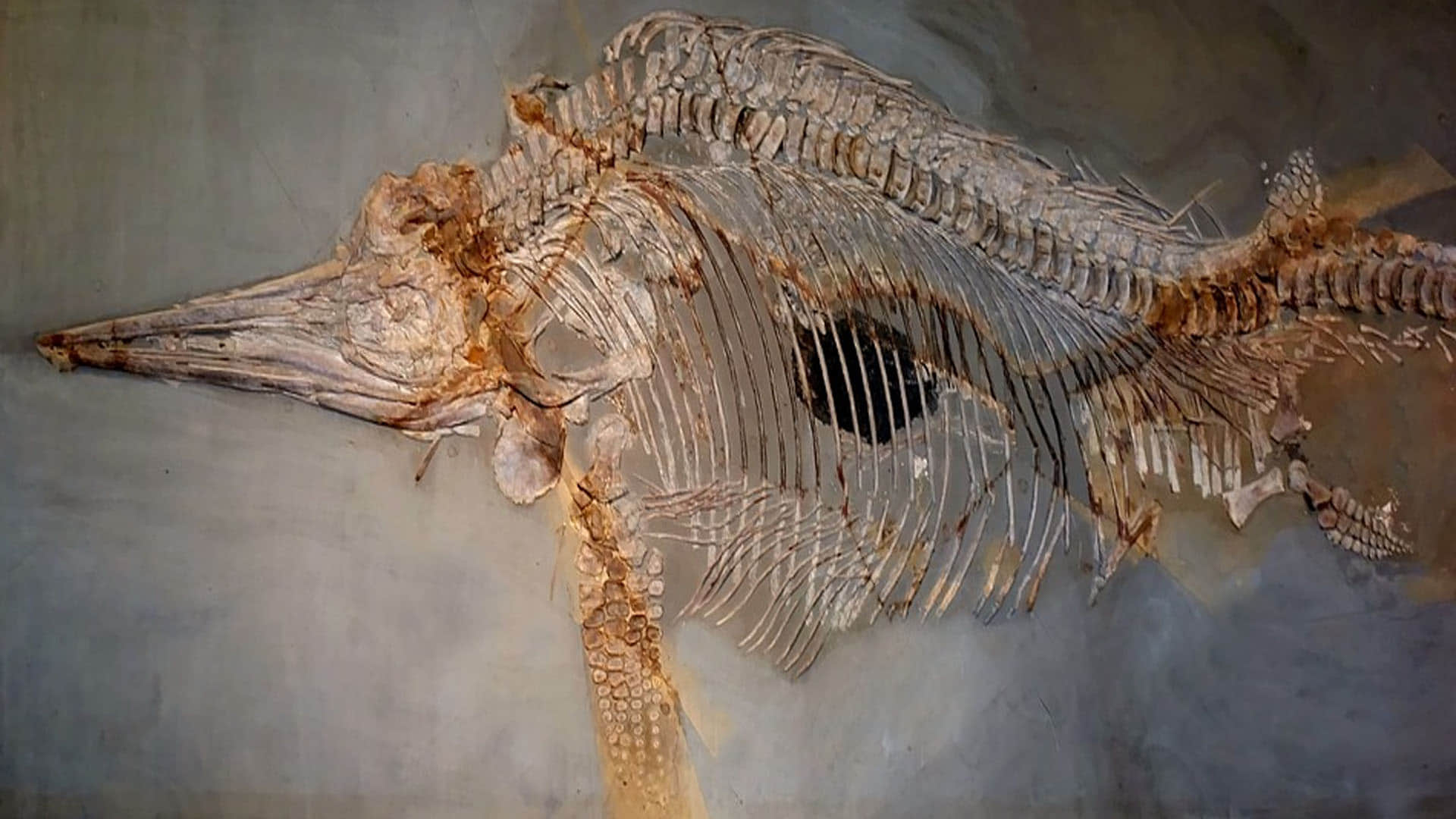 Children found in the stomach of 130 million year old sea monster everyone surprised to see fossils of dinosaur era