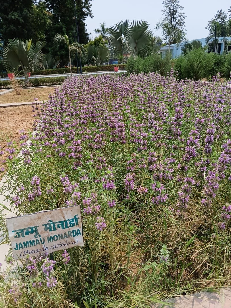 kannauj,kannauj news
