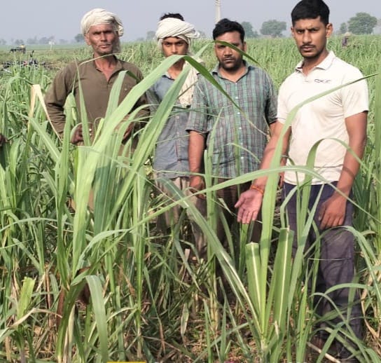 Uproar over the remains of cows found in the forest of Aidlahabad