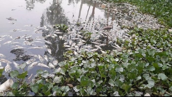 The foul smell spread due to the death of the fish in the Ban Tirth., Kurukshetra