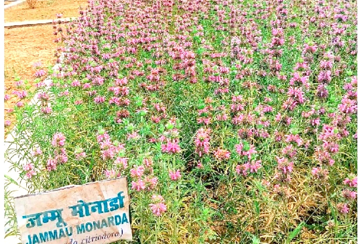 Monarda cultivation will change the fate of farmers, is full of medicinal properties and is effective in many diseases