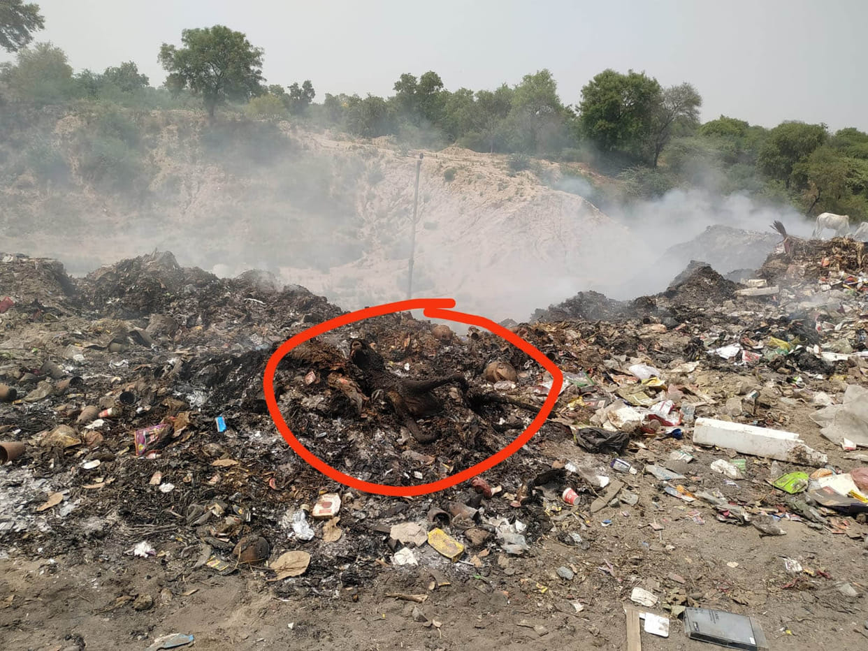 Here, not only the orders of NGT, animals are also burning in the open