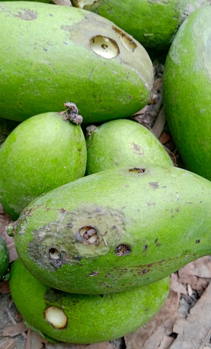 People are upset due to power cut in the midst of scorching heat due to internal thawing disorder in raw mango fruit.