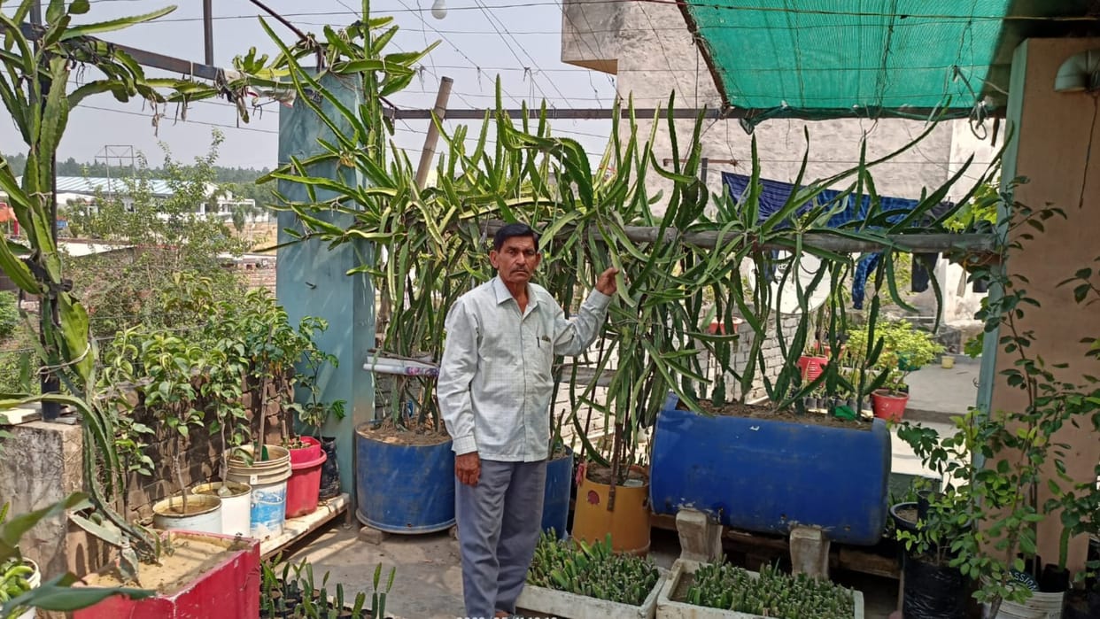 Krishna Lal of Yamunanagar prepare dragon fruit plants on the roof of the house