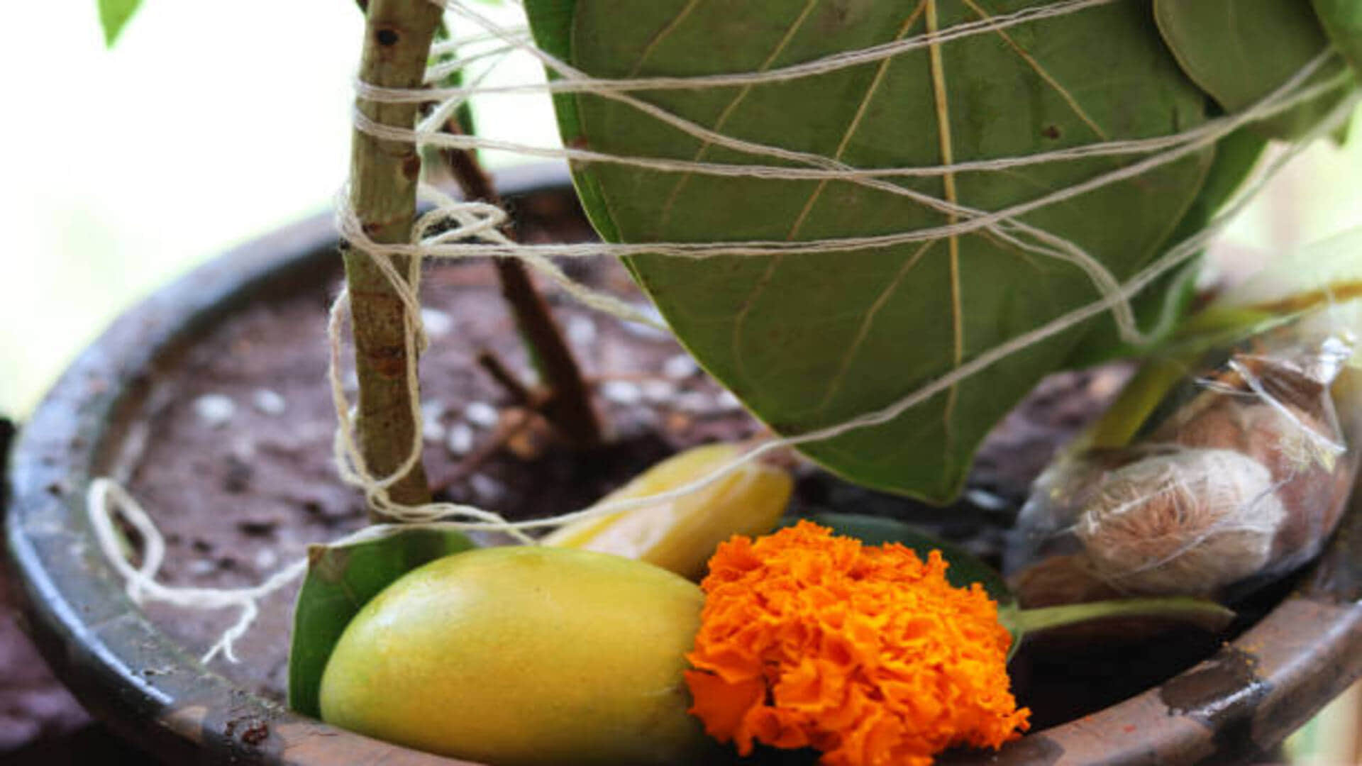 Vat Savitri Vrat Katha in Hindi Suhag Pitari or Bayna Significance and Vrat Rules of VAT Amavasya in Hindi
