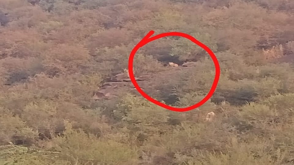 Leopard knock in Jagner Richhoha hills of Aravalli in agra