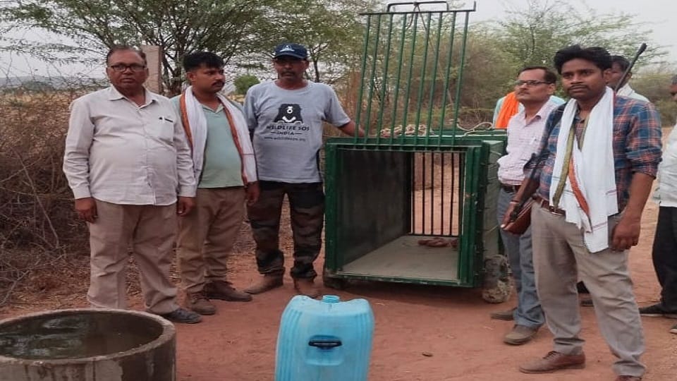 Leopard knock in Jagner Richhoha hills of Aravalli in agra