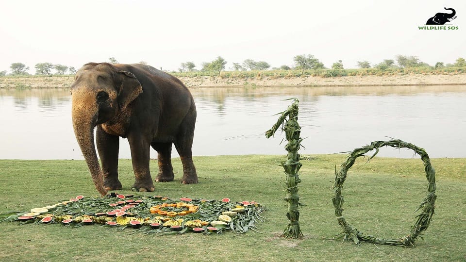 phool kali ten years completed of new life at elephant conservation center mathura