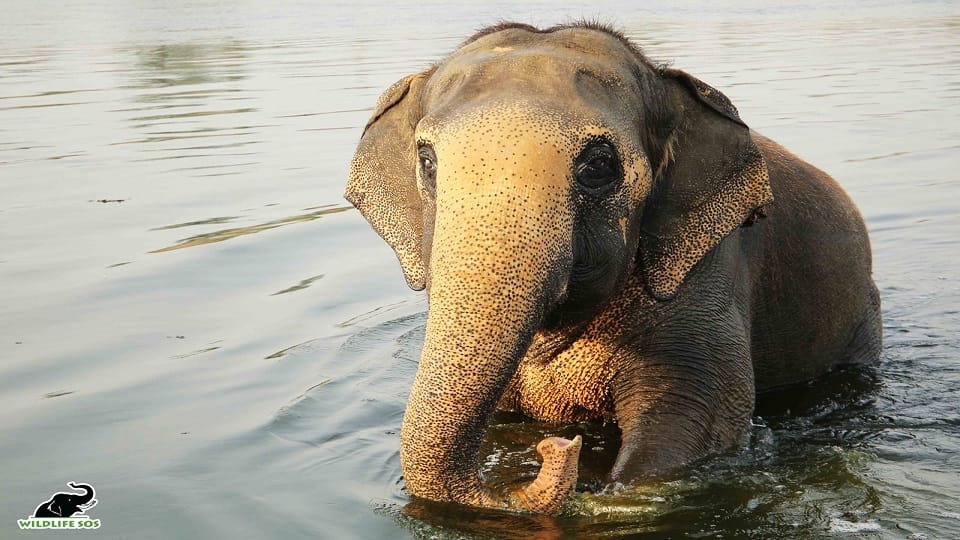 phool kali ten years completed of new life at elephant conservation center mathura