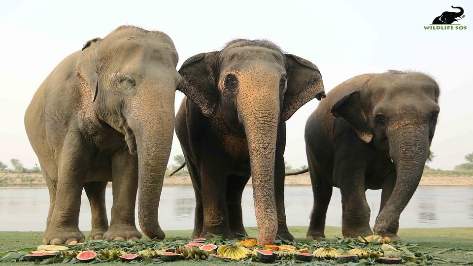 phool kali ten years completed of new life at elephant conservation center mathura