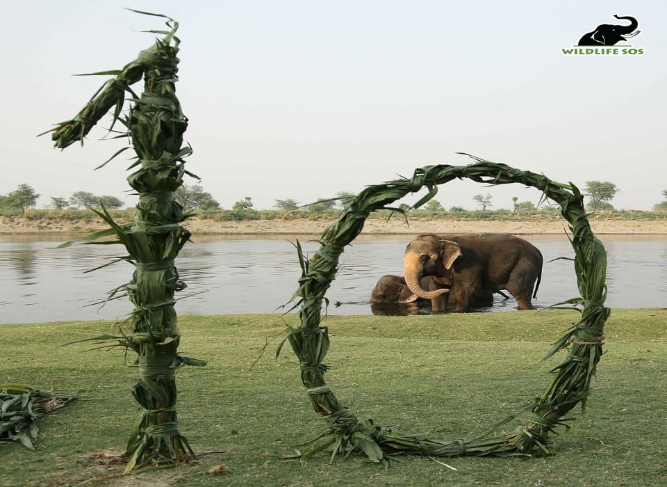 phool kali ten years completed of new life at elephant conservation center mathura