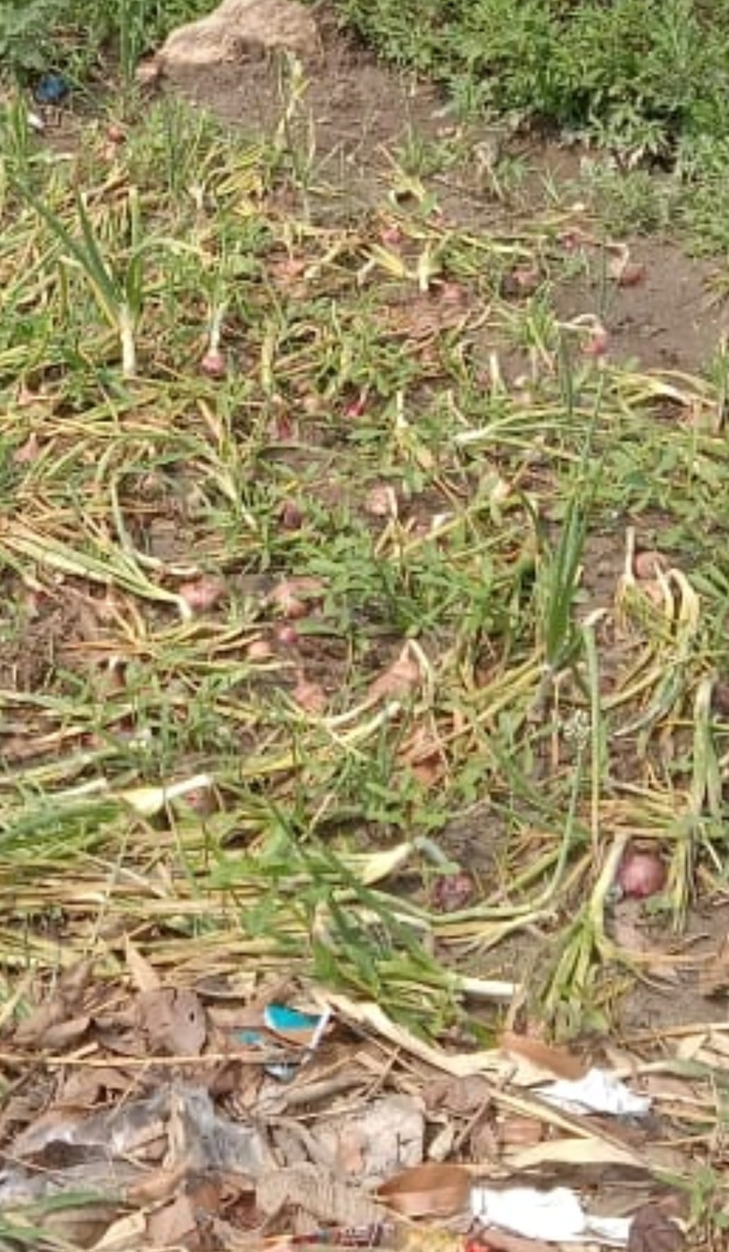 Cash crops grown on 200 kanal land destroyed