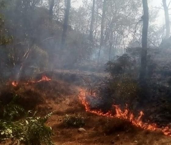 fire in forest