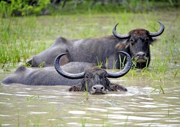 Now possibilities are being explored for rehabilitation of water buffalo in Dudhwa