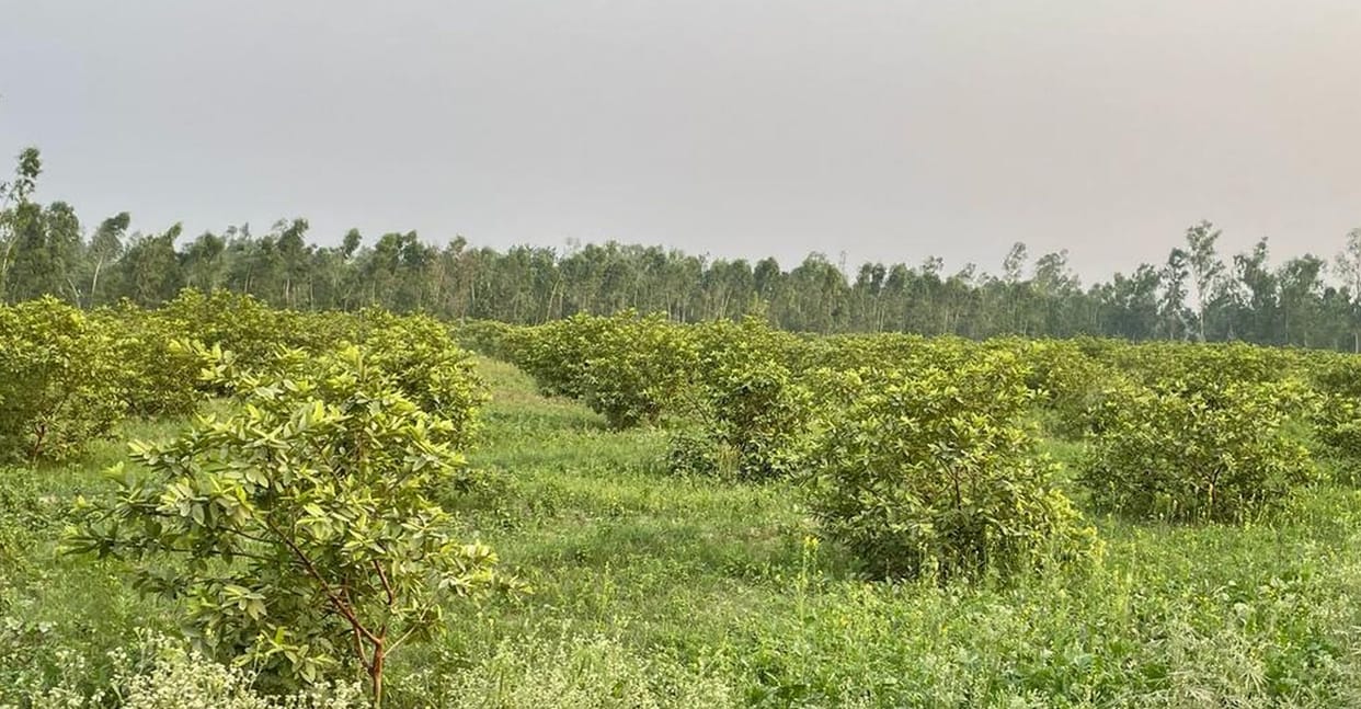 Food Forest