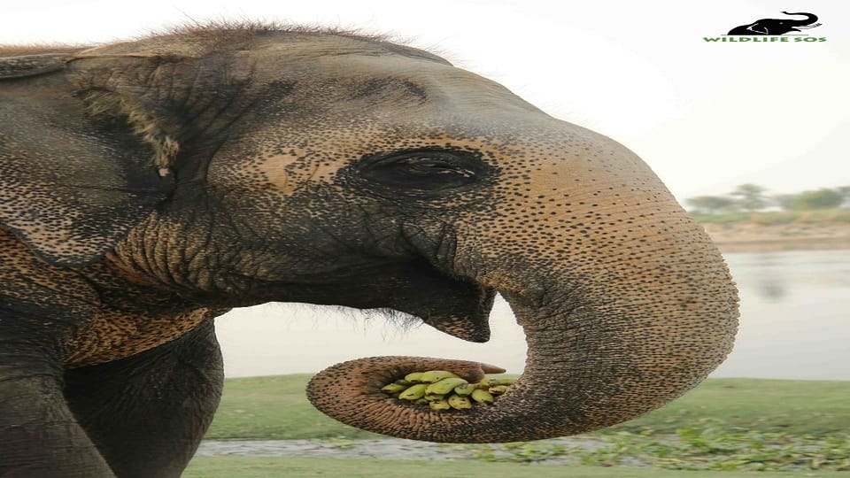 phool kali ten years completed of new life at elephant conservation center mathura