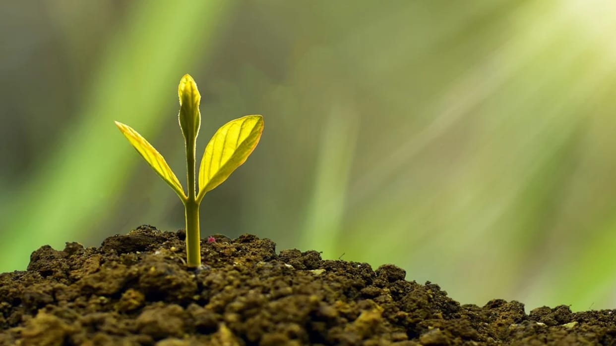 Scientists grow plants in soil from Moon for first time seen as revolutionary step news in Hindi