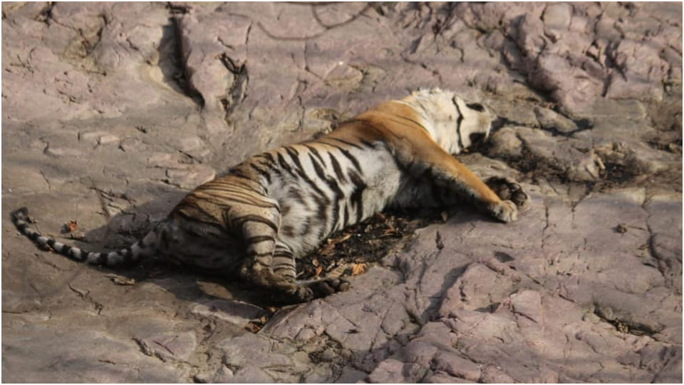 12 year old tigress T-61 dies in Ranthambore National Park