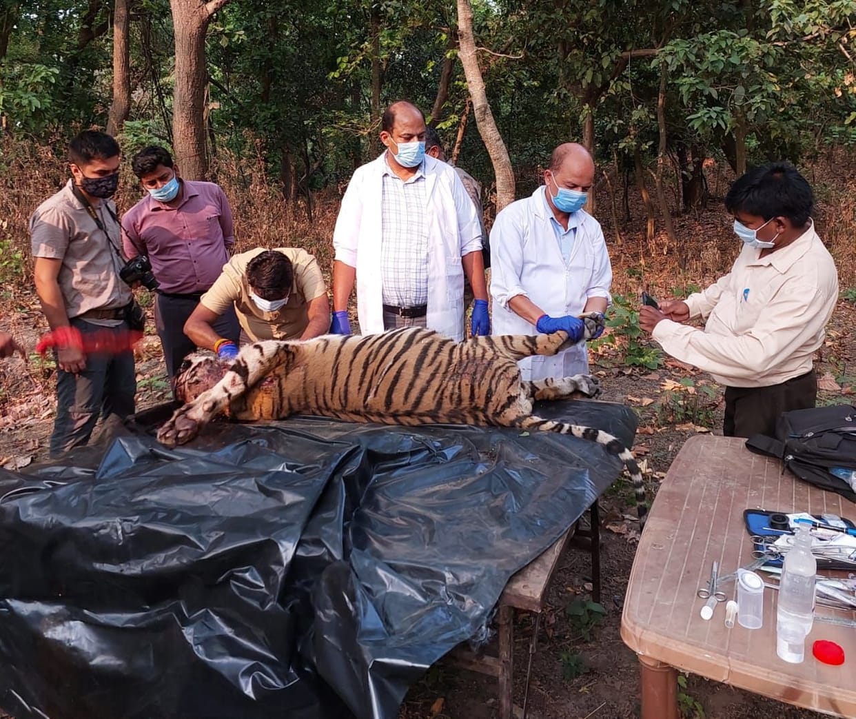 dead body of cub found in haripur forest