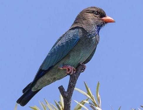 Dollar bird of extinct species shown in PTR
