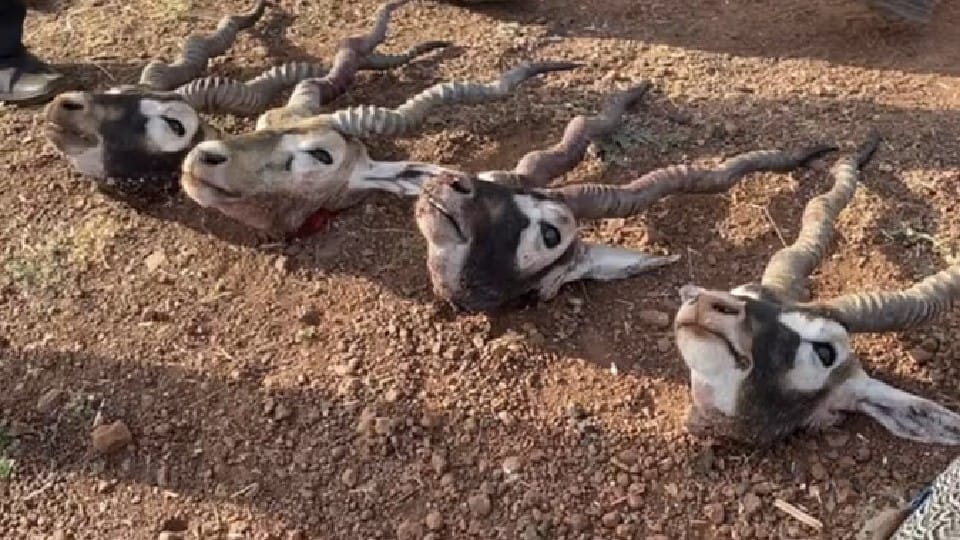 Policemen killed in Guna: Four hunters killed in encounter, father refused to hunt, eccentric son did not agree