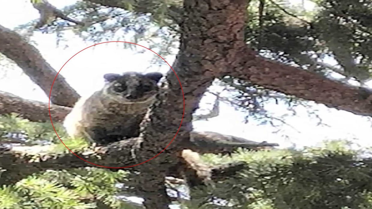 Wildlife started reaching the city due to forest fire, Himalayan Saka in US club