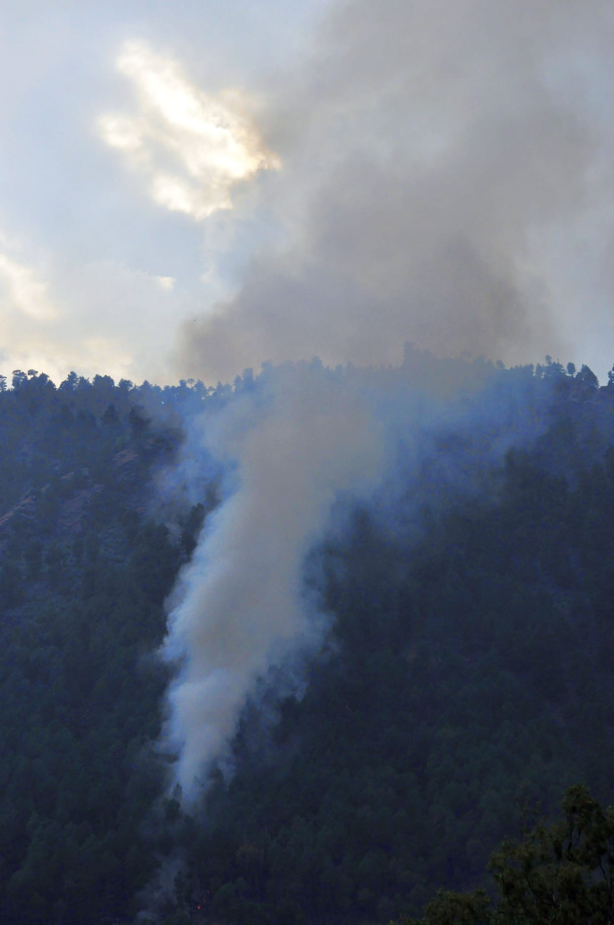 Forest wealth ashes worth crores due to fire in the forest