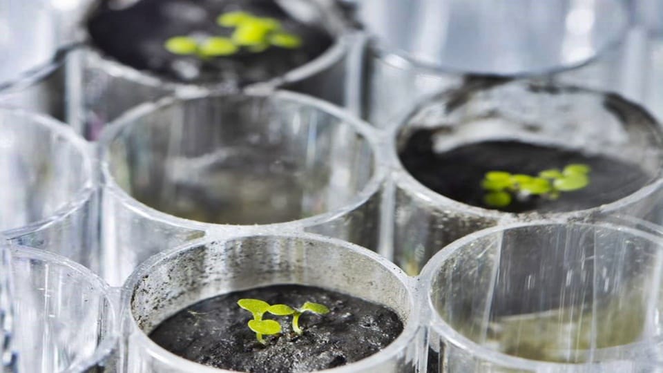 Plants grow in lunar soil for the first time space scientists did a historic feat in just 12 grams of soil