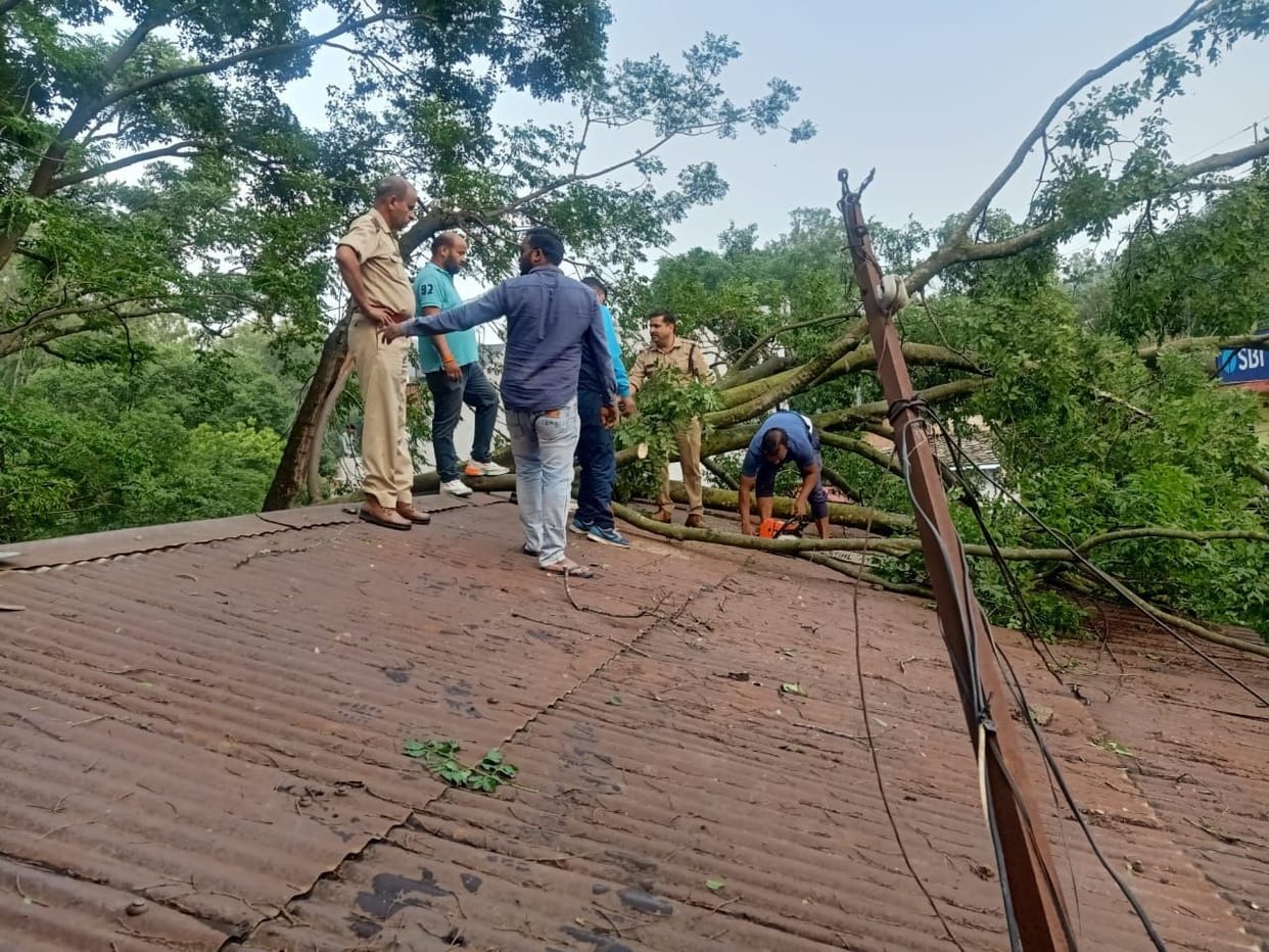 Fallen Tree creates Jam in Roads